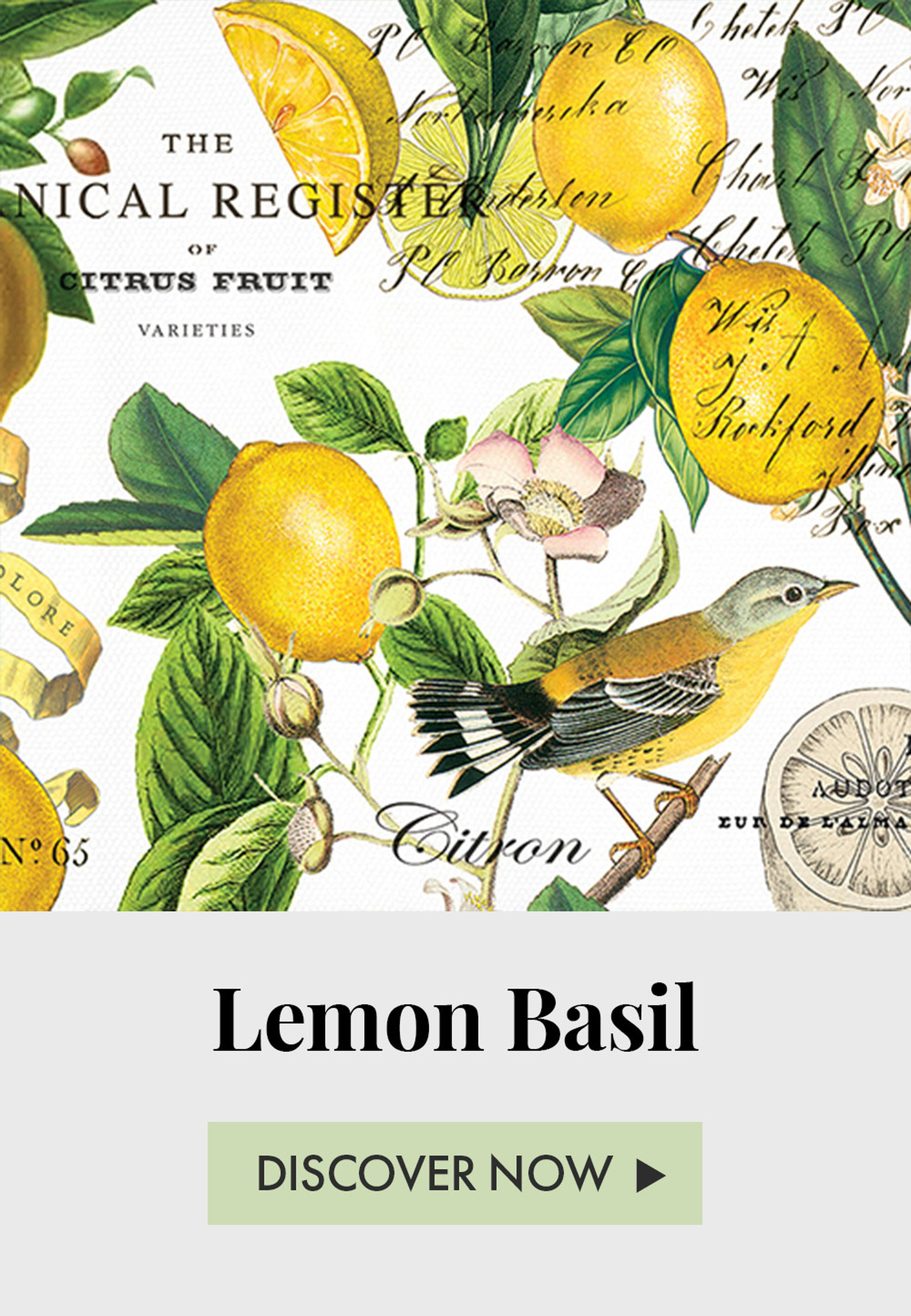 Lemon Basil - Discover Now